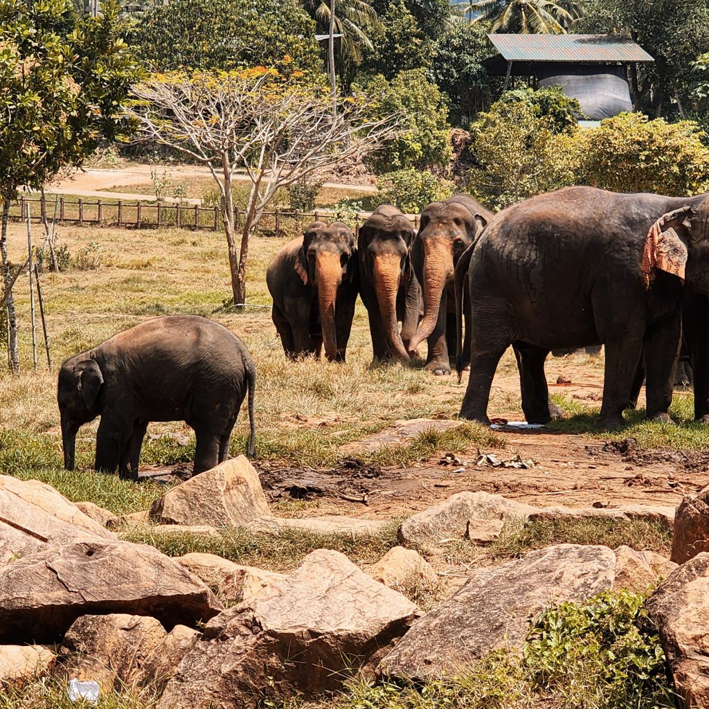 Pinnawala Elephant Orphanage