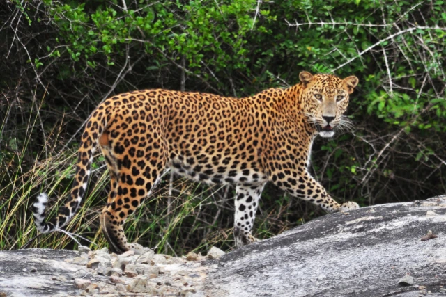 Tiger_yala