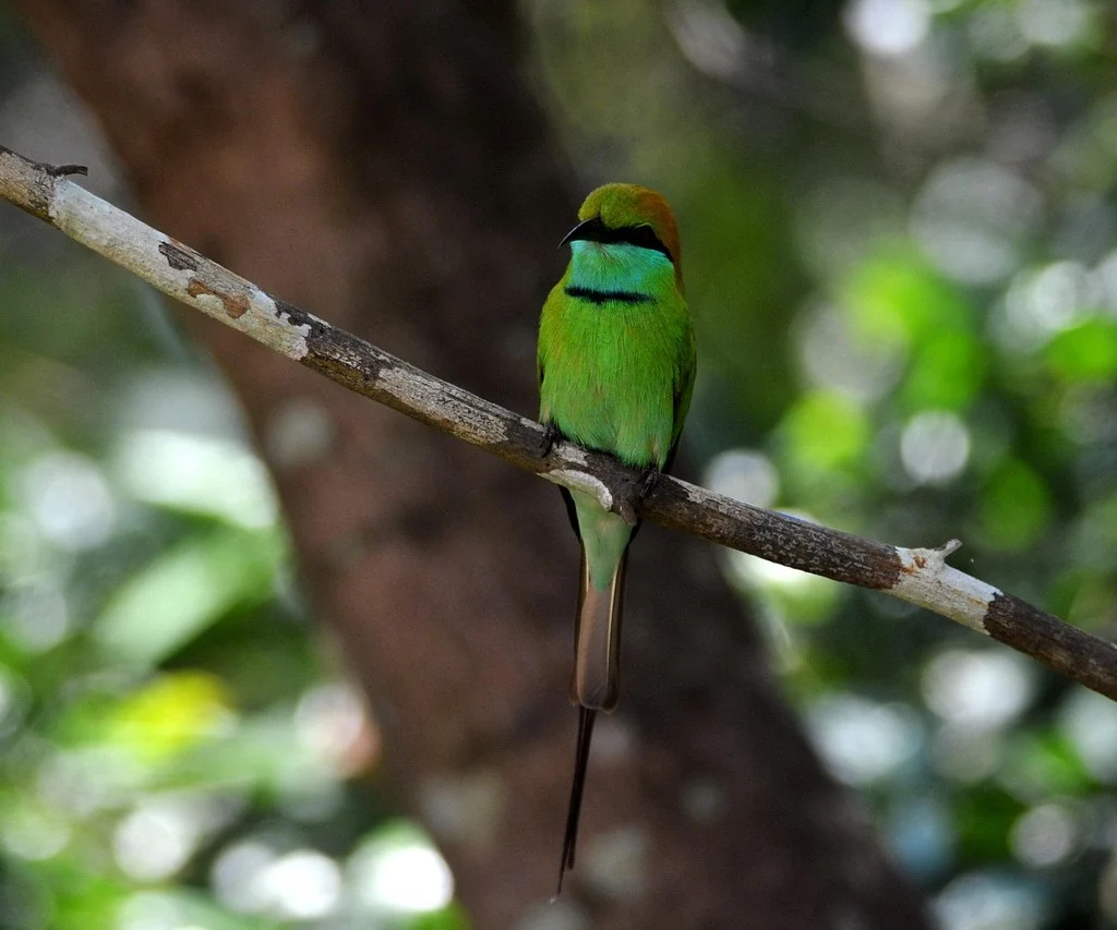 asian-green-bee-eater
