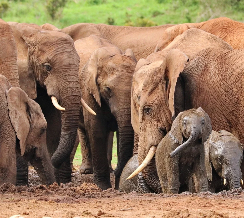 elephant